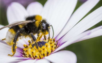 研究发现新一代杀虫剂能降低大黄蜂产卵量