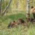 在爱沙尼亚森林中用相机拍摄的母熊和三只可爱的幼崽