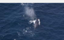俄勒冈州研究人员开始解开俄勒冈海岸附近鲸鱼纠缠的风险因素