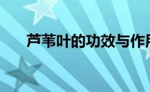芦苇叶的功效与作用及禁忌（芦苇叶）