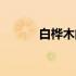 白桦木的作用和功效（白桦木）