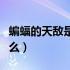 蝙蝠的天敌是什么动物视频（蝙蝠的天敌是什么）