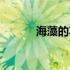 海藻的功效作用（海藻的功效）