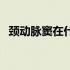 颈动脉窦在什么部位（颈动脉窦位置图片）