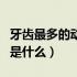 牙齿最多的动物是什么视频（牙齿最多的动物是什么）