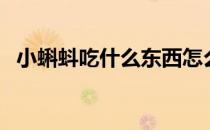 小蝌蚪吃什么东西怎么喂养（蝌蚪吃什么）