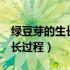 绿豆芽的生长过程观察日记7天（绿豆芽的生长过程）