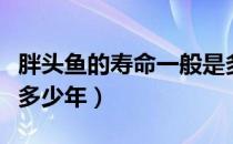 胖头鱼的寿命一般是多少年（鱼的寿命一般是多少年）