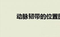 动脉韧带的位置图片（动脉韧带）